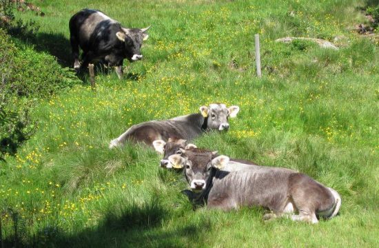 Leishof in Villanders / Eisacktal - Südtirol