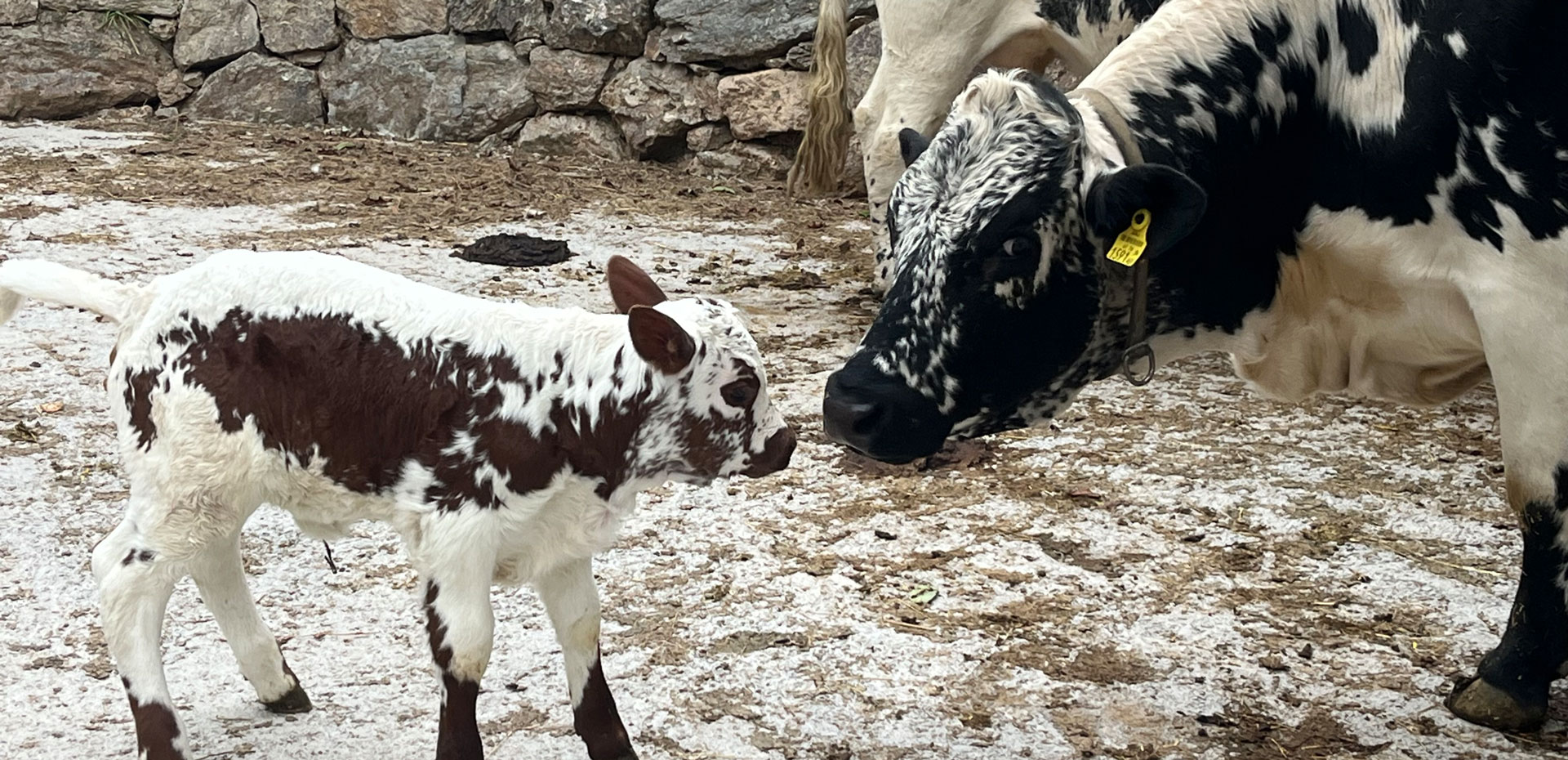 Winterwandern - Schneeschuhwandern - Eisacktal - Südtirol